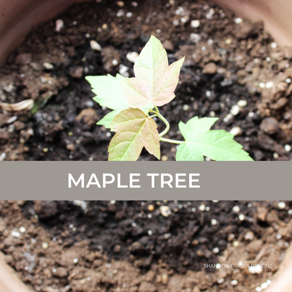 Maple Leaf